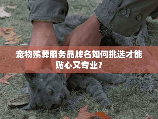 宠物殡葬服务品牌名如何挑选才能贴心又专业？