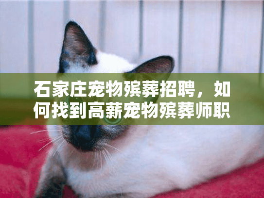 石家庄宠物殡葬招聘，如何找到高薪宠物殡葬师职位？
