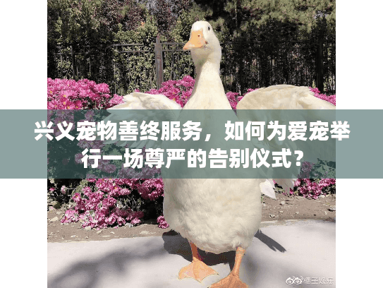 兴义宠物善终服务，如何为爱宠举行一场尊严的告别仪式？
