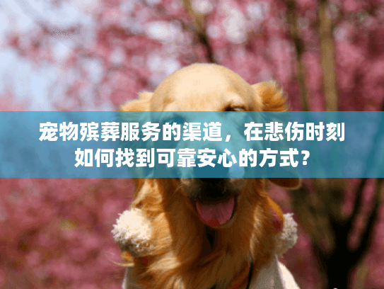宠物殡葬服务的渠道，在悲伤时刻如何找到可靠安心的方式？