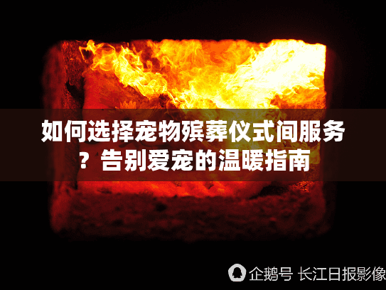 如何选择宠物殡葬仪式间服务？告别爱宠的温暖指南
