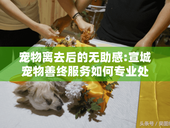 宠物离去后的无助感:宣城宠物善终服务如何专业处理?