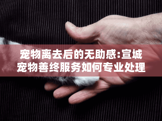 宠物离去后的无助感:宣城宠物善终服务如何专业处理?
