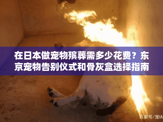 在日本做宠物殡葬需多少花费？东京宠物告别仪式和骨灰盒选择指南