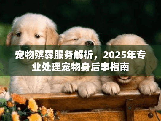 宠物殡葬服务解析，2025年专业处理宠物身后事指南