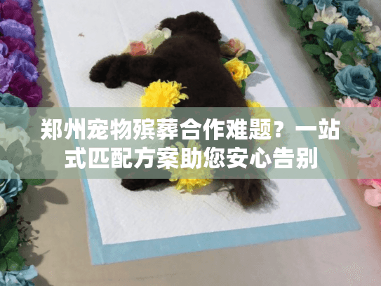 郑州宠物殡葬合作难题？一站式匹配方案助您安心告别