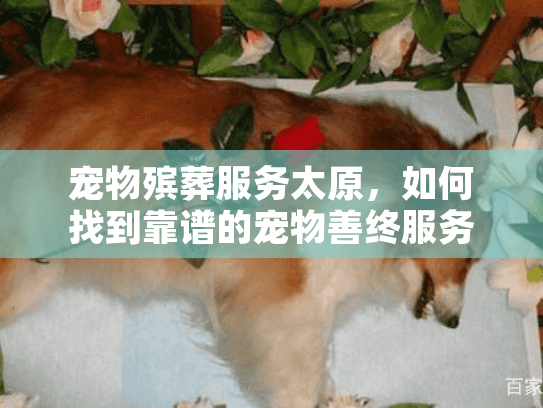 宠物殡葬服务太原，如何找到靠谱的宠物善终服务？