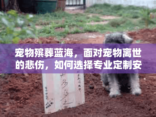 宠物殡葬蓝海，面对宠物离世的悲伤，如何选择专业定制安葬服务？