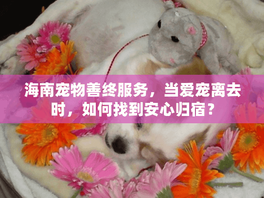 海南宠物善终服务，当爱宠离去时，如何找到安心归宿？