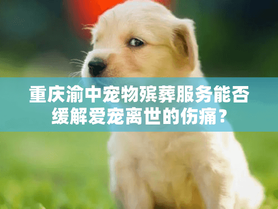 重庆渝中宠物殡葬服务能否缓解爱宠离世的伤痛？