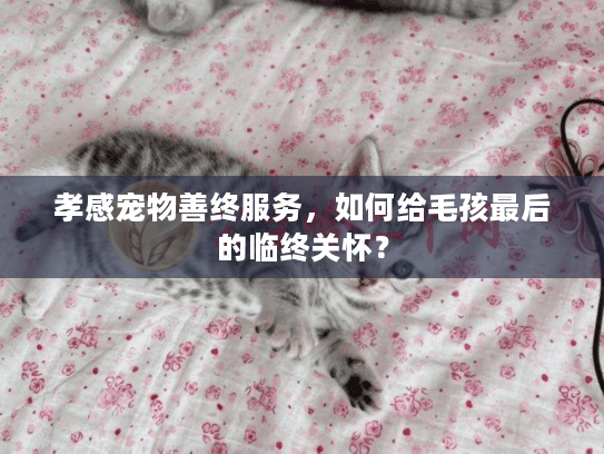 孝感宠物善终服务，如何给毛孩最后的临终关怀？