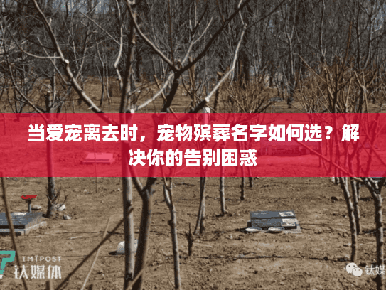 当爱宠离去时，宠物殡葬名字如何选？解决你的告别困惑