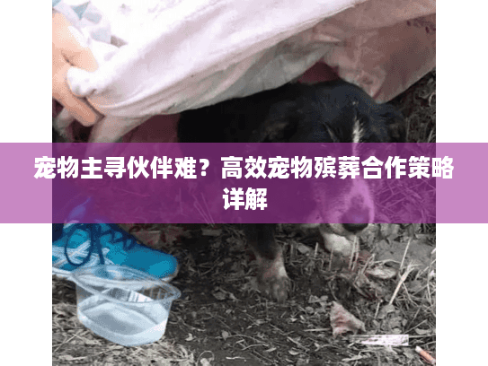 宠物主寻伙伴难？高效宠物殡葬合作策略详解