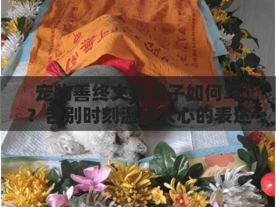 宠物善终文案句子如何写？告别时刻温暖人心的表达指南