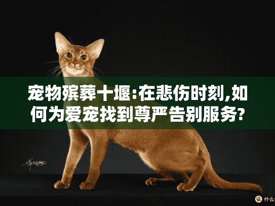 宠物殡葬十堰:在悲伤时刻,如何为爱宠找到尊严告别服务?