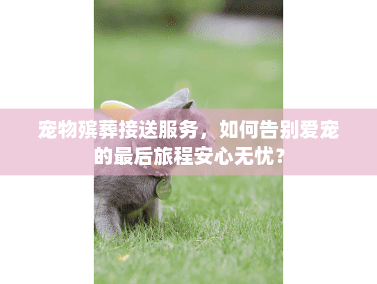 宠物殡葬接送服务，如何告别爱宠的最后旅程安心无忧？