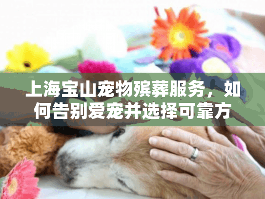 上海宝山宠物殡葬服务，如何告别爱宠并选择可靠方案?