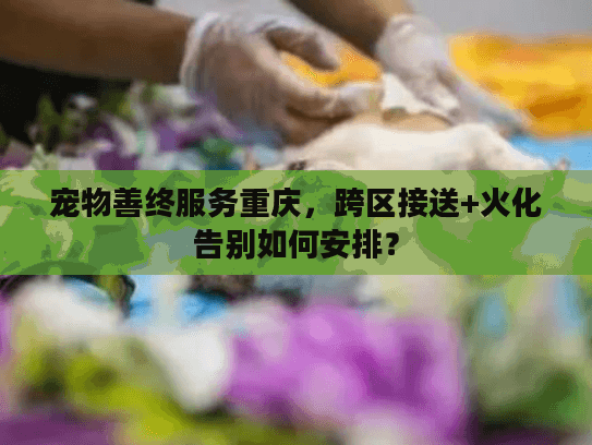 宠物善终服务重庆，跨区接送+火化告别如何安排？