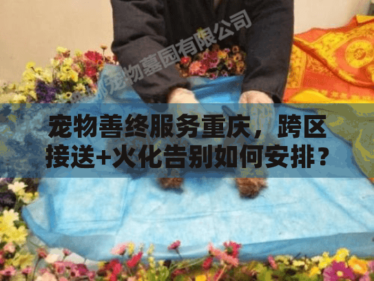 宠物善终服务重庆，跨区接送+火化告别如何安排？