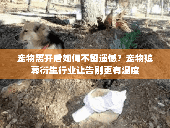 宠物离开后如何不留遗憾？宠物殡葬衍生行业让告别更有温度