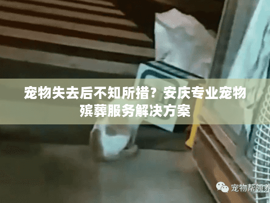 宠物失去后不知所措？安庆专业宠物殡葬服务解决方案