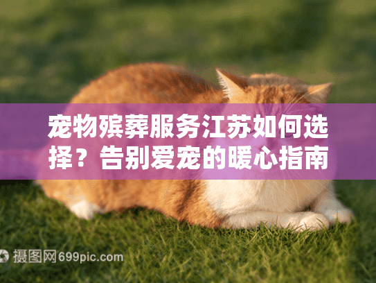 宠物殡葬服务江苏如何选择？告别爱宠的暖心指南