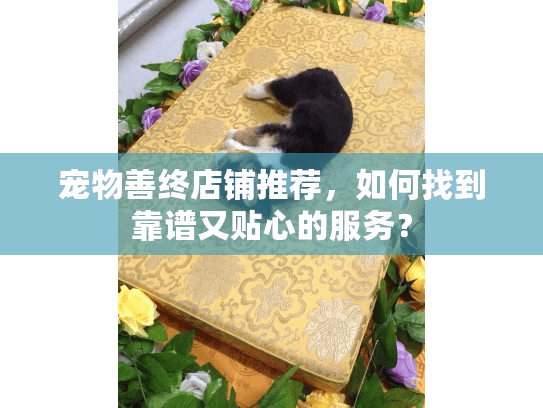 宠物善终店铺推荐，如何找到靠谱又贴心的服务？
