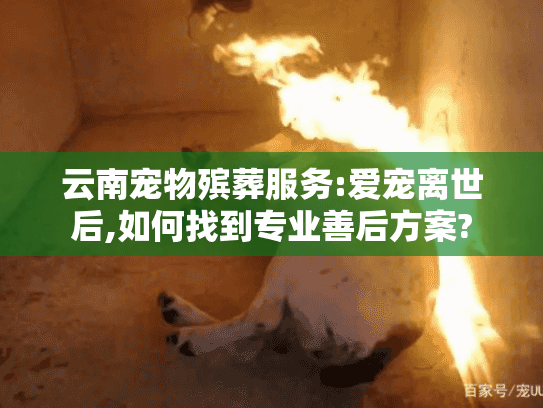 云南宠物殡葬服务:爱宠离世后,如何找到专业善后方案?