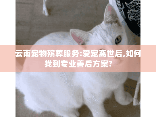 云南宠物殡葬服务:爱宠离世后,如何找到专业善后方案?