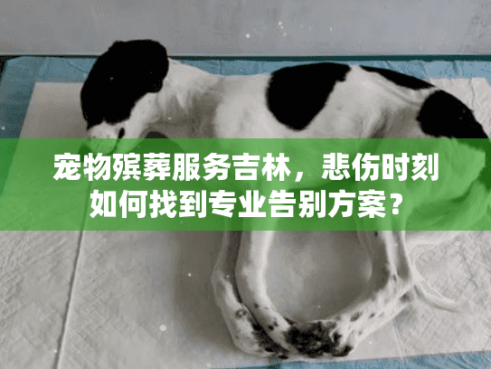 宠物殡葬服务吉林，悲伤时刻如何找到专业告别方案？