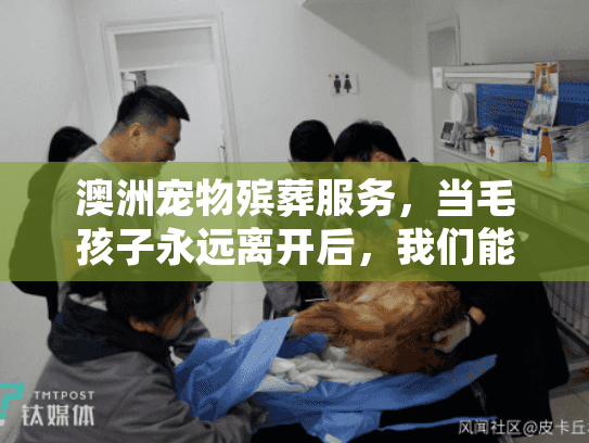 澳洲宠物殡葬服务，当毛孩子永远离开后，我们能得到哪些专业帮助？