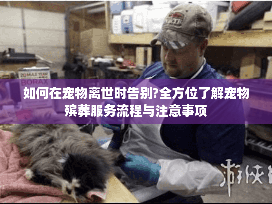 如何在宠物离世时告别?全方位了解宠物殡葬服务流程与注意事项