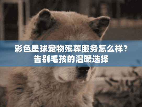 彩色星球宠物殡葬服务怎么样？告别毛孩的温暖选择