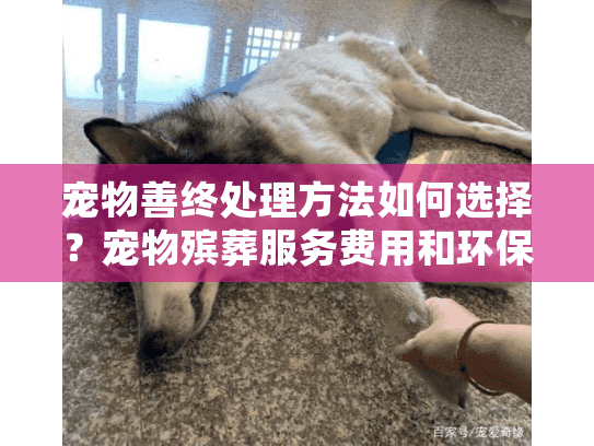 宠物善终处理方法如何选择？宠物殡葬服务费用和环保选项解析