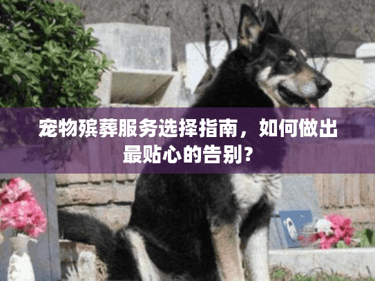 宠物殡葬服务选择指南，如何做出最贴心的告别？