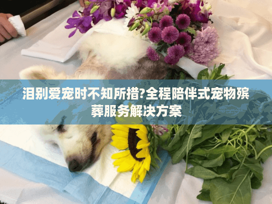 泪别爱宠时不知所措?全程陪伴式宠物殡葬服务解决方案
