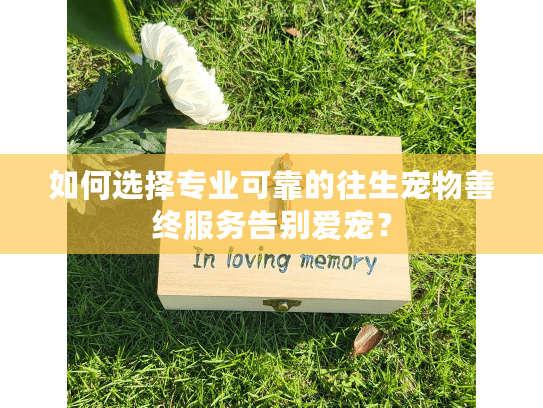 如何选择专业可靠的往生宠物善终服务告别爱宠？