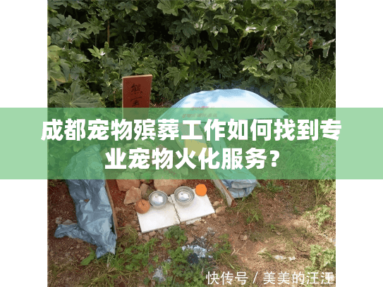 成都宠物殡葬工作如何找到专业宠物火化服务？