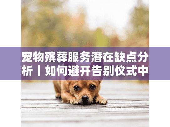 宠物殡葬服务潜在缺点分析｜如何避开告别仪式中的5大遗憾