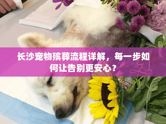 长沙宠物殡葬流程详解，每一步如何让告别更安心？