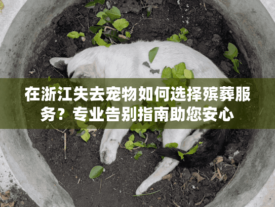 在浙江失去宠物如何选择殡葬服务？专业告别指南助您安心