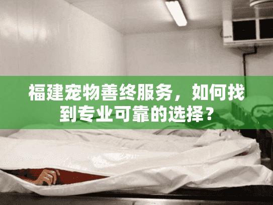 福建宠物善终服务，如何找到专业可靠的选择？
