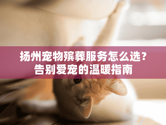 扬州宠物殡葬服务怎么选？告别爱宠的温暖指南