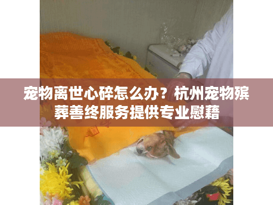 宠物离世心碎怎么办？杭州宠物殡葬善终服务提供专业慰藉