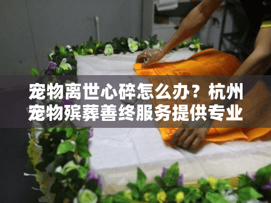 宠物离世心碎怎么办？杭州宠物殡葬善终服务提供专业慰藉