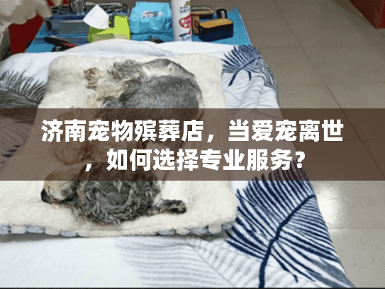 济南宠物殡葬店，当爱宠离世，如何选择专业服务？