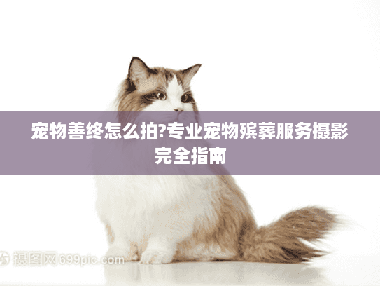 宠物善终怎么拍?专业宠物殡葬服务摄影完全指南