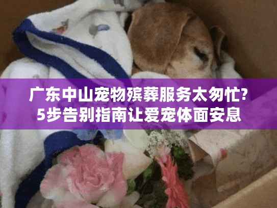 广东中山宠物殡葬服务太匆忙?5步告别指南让爱宠体面安息