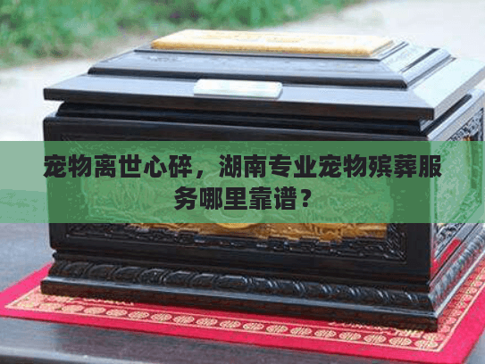 宠物离世心碎，湖南专业宠物殡葬服务哪里靠谱？