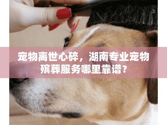 宠物离世心碎，湖南专业宠物殡葬服务哪里靠谱？